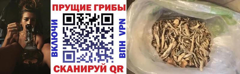Псилоцибиновые грибы GOLDEN TEACHER Микунь